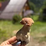 Terenowka Bacowka Waksmund