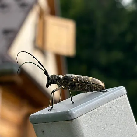 Dağ evi Terenowka Bacowka Waksmund