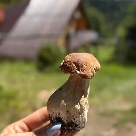 Terenowka Bacowka Waksmund
