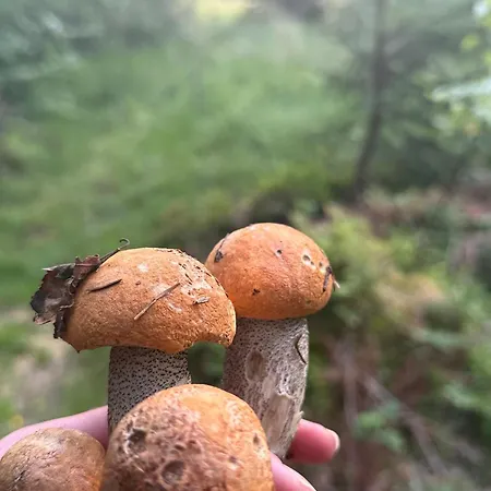 Terenowka Bacowka * Waksmund