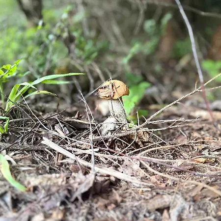Terenowka Bacowka Dağ evi